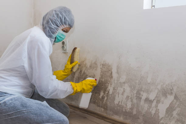 Best Post-Flood Mold Remediation in Southgate, MI