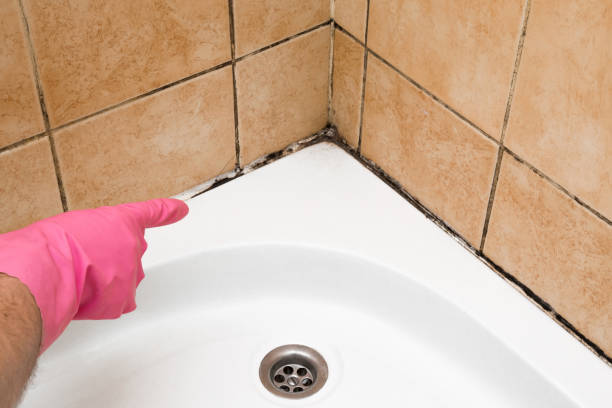 Best Basement Mold Remediation in Southgate, MI